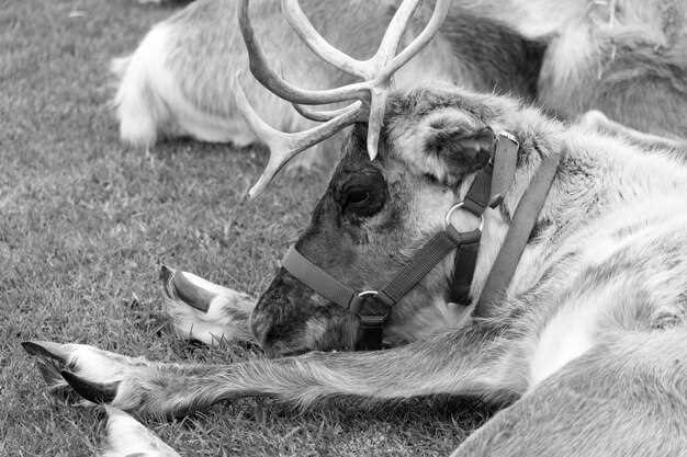 Comparing Lead vs. Nonlead Options for Ethical Hunting